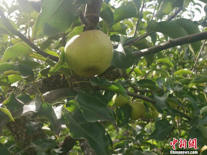图为成熟的苹果梨。 <a target='_blank' href='/' >中新网</a>记者谢艺观摄
